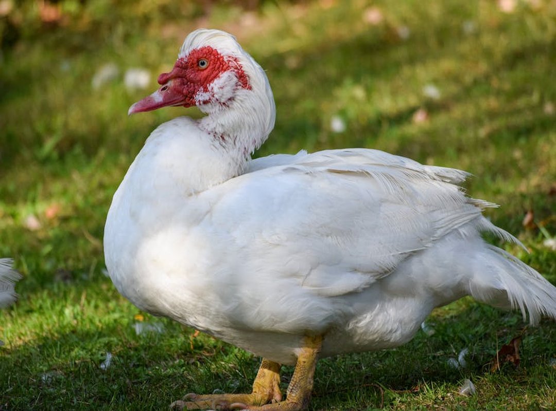 Gameplay and Features