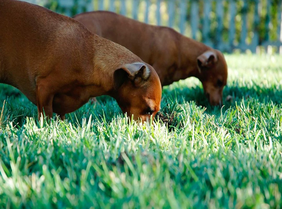 How It Stacks Up: Viejo Feo vs. Other Budget Brands